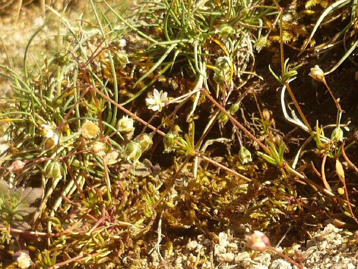 Spergula pentandra (Caryophyllaceae)